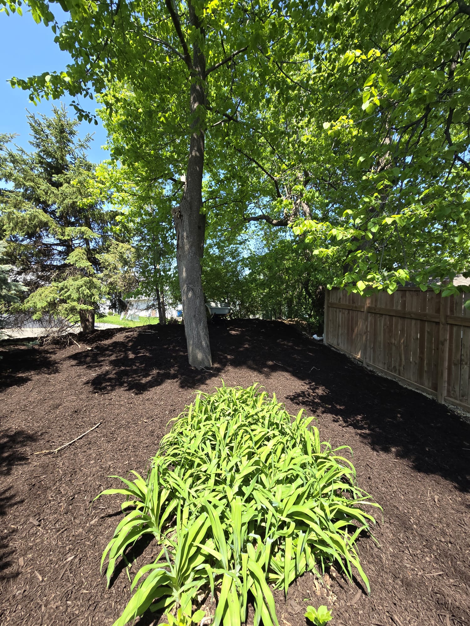 After mulching - project 3