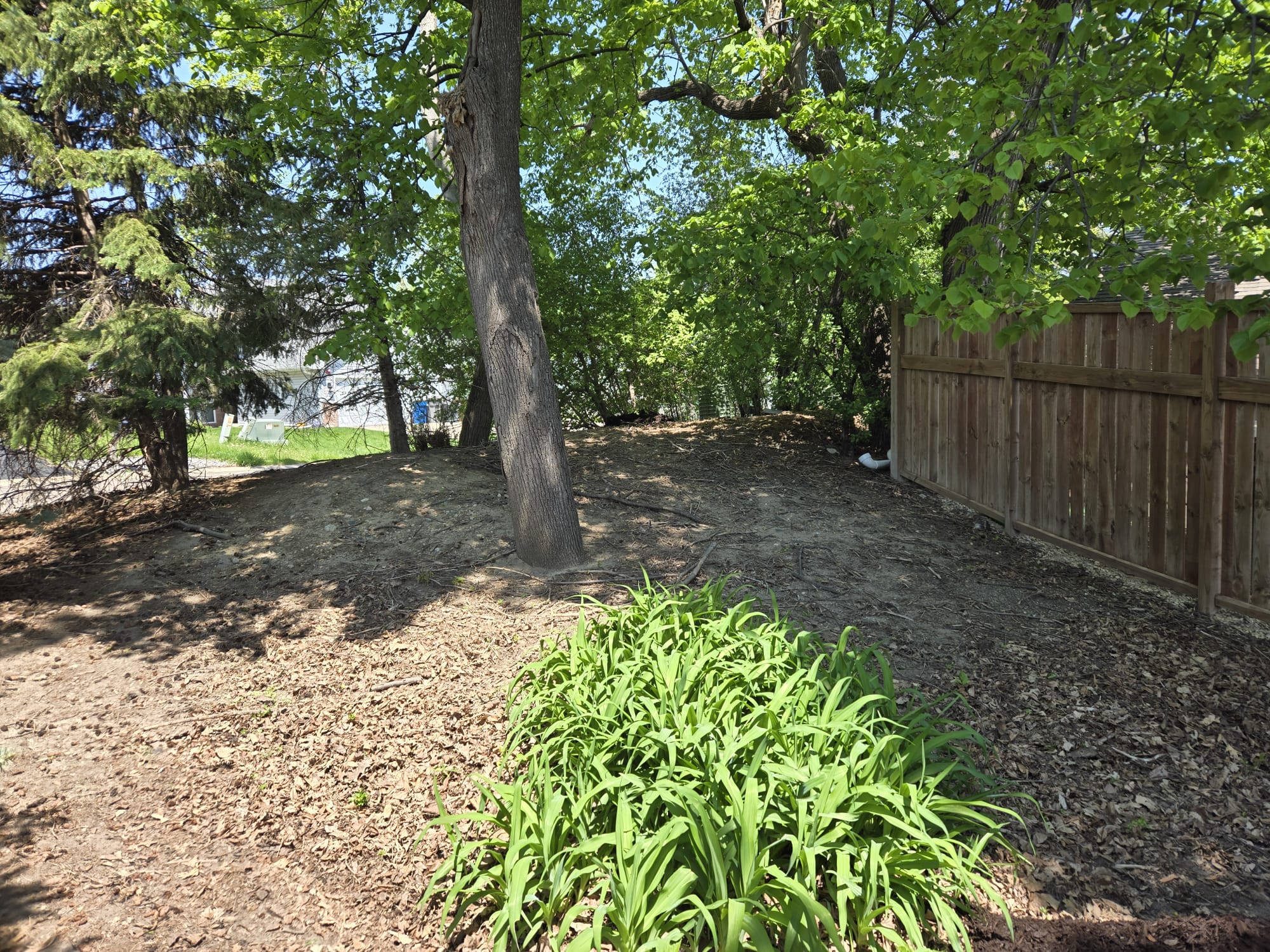 Before mulching - project 3